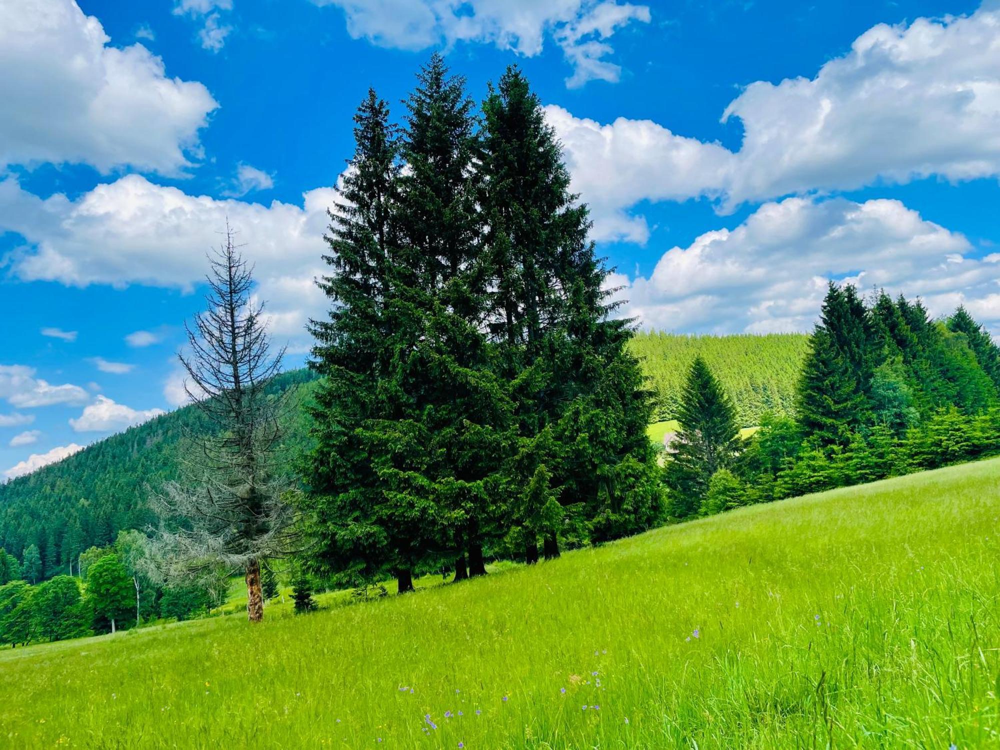 Gorska Cisza - Duzy, Komfortowy, Wyjatkowy Apartament Stronie Śląskie 외부 사진